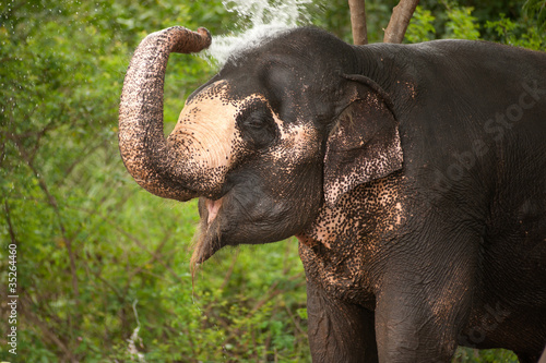 Asian Elephant playing water .