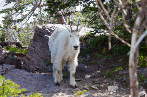 Mountain Goat