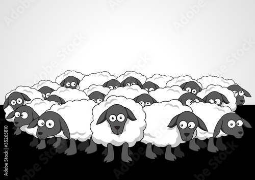 Flock Of Sheep