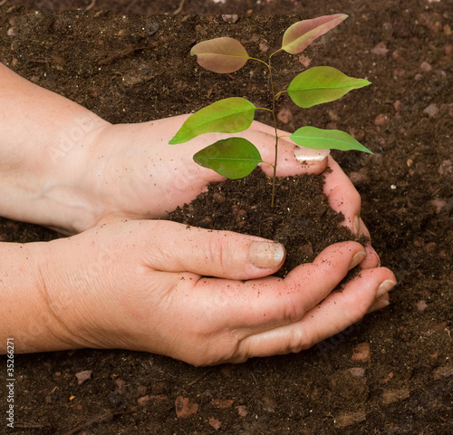 Planting a sapling