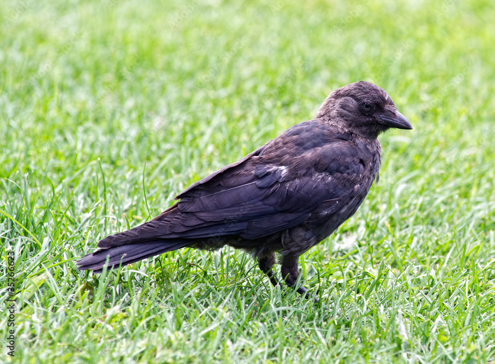 The Jackdaw (Coloeus monedula), sometimes known as the Eurasian The Jackdaw (Coloeus monedula), sometimes known as the Eurasian