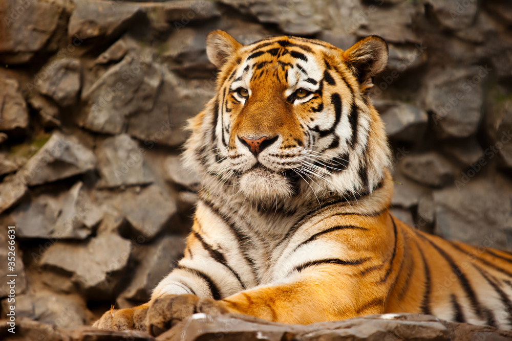 Fototapeta premium Tygrys