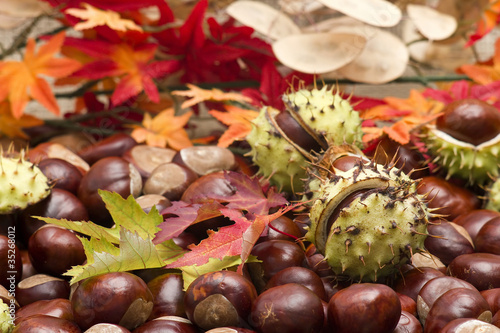 chestnuts and autumn leaves