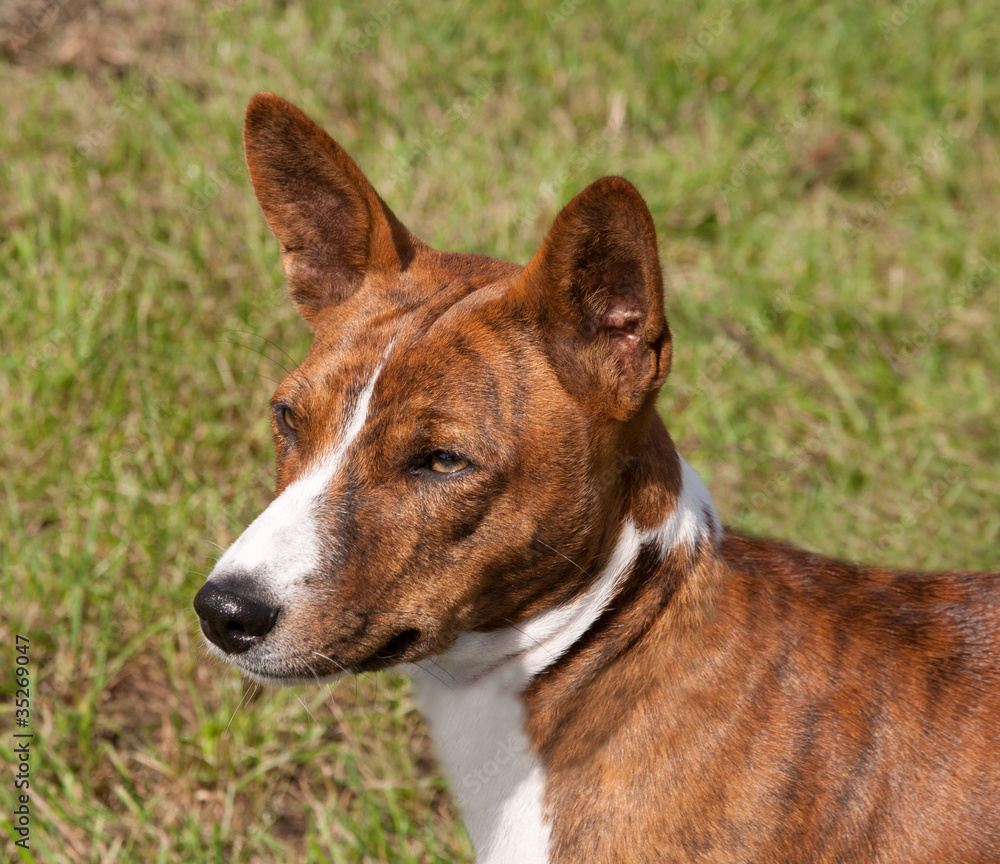 Head of a brindle Basenji