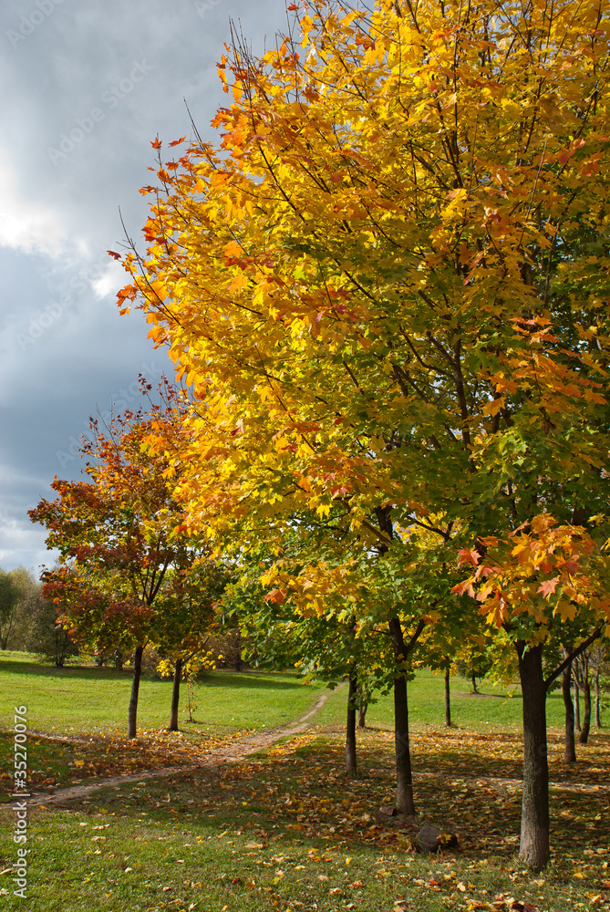 Naklejka premium Autumn trees in park