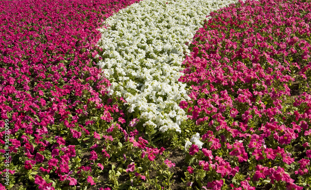 Obraz premium Flowerbed with petunia