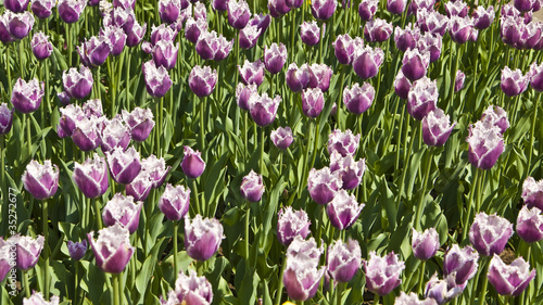 Violet tulips