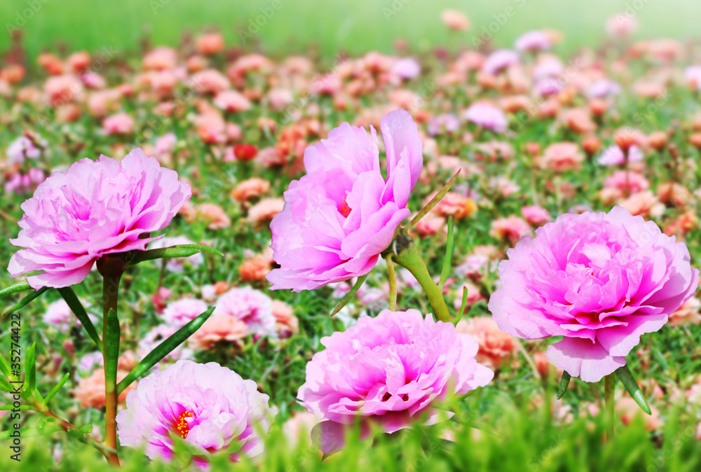 Beautiful Floral Beautiful Floral