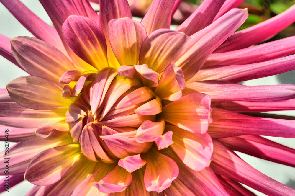 Dahlia Blume. HDR Dahlia Blume. HDR