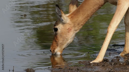 Impala antelope drinking water, Kruger N/P, South Africa