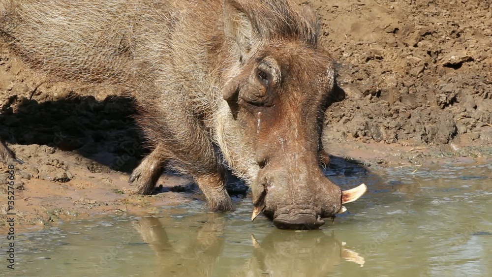 Warthog drinking water, Mkuze, South Africa Warthog drinking water, Mkuze, South Africa
