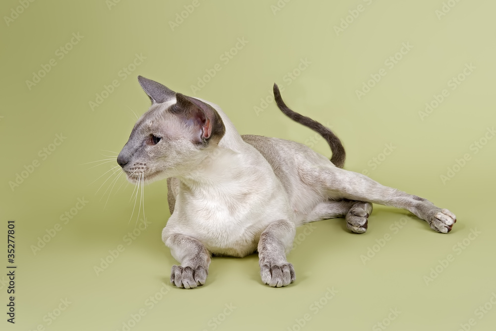 Siam Katze 18247 Siam Katze 18247