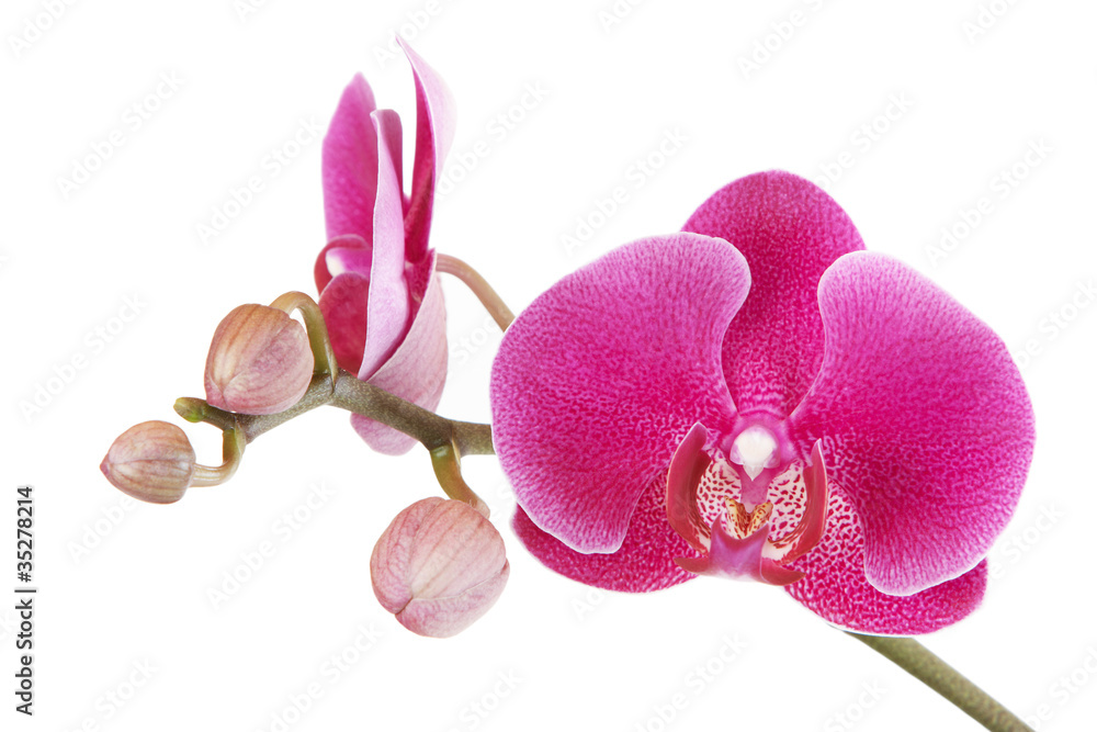 Fototapeta premium The branch of orchids on a white background