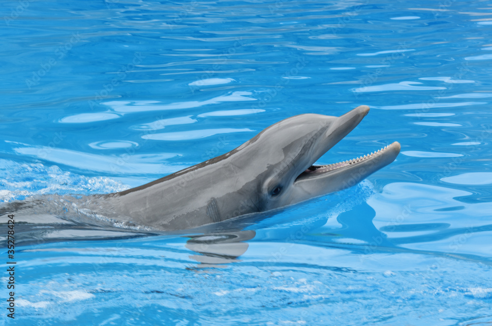 Naklejka premium Dolphin Smile