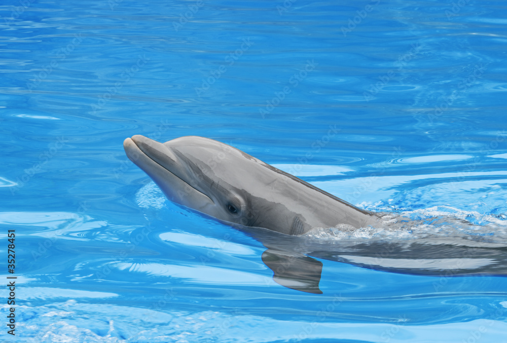 Fototapeta premium dolphin