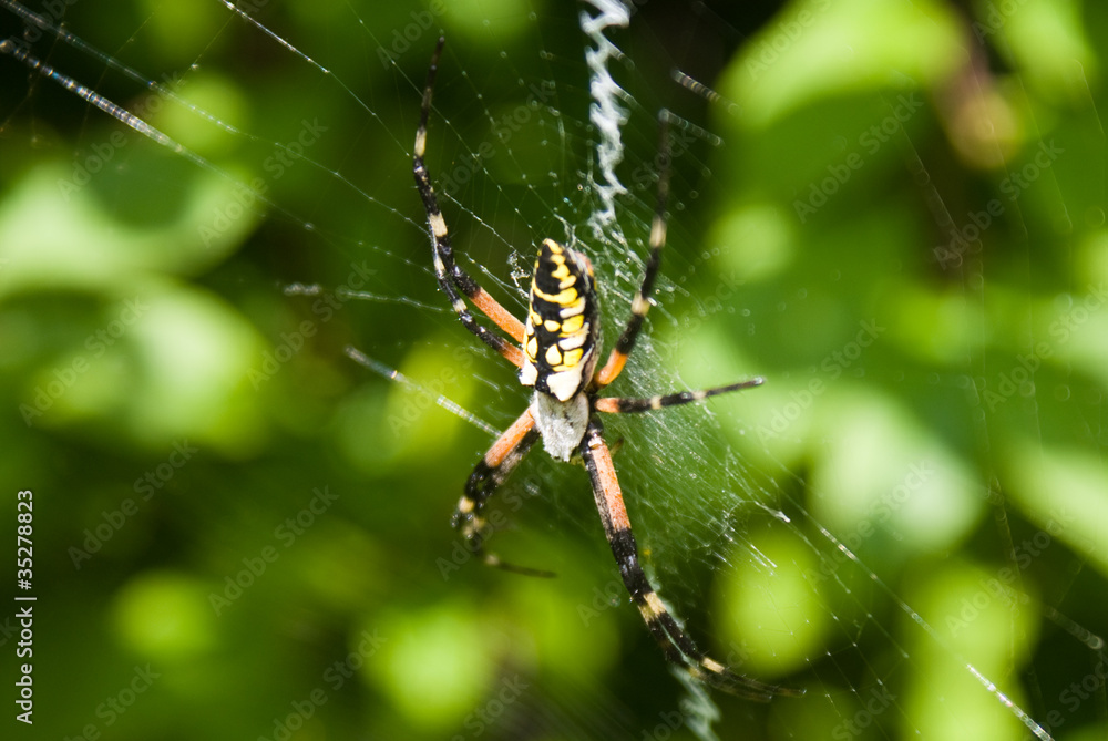 Writing Spider Writing Spider