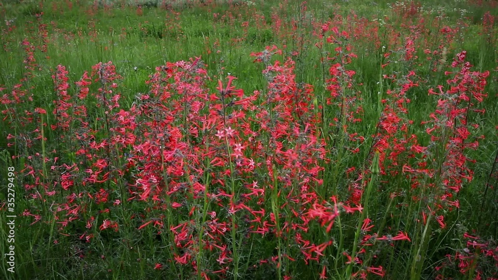 (1271B) Summer Mountain Wildflowers Country Road Colorado (1271B) Summer Mountain Wildflowers Country Road Colorado