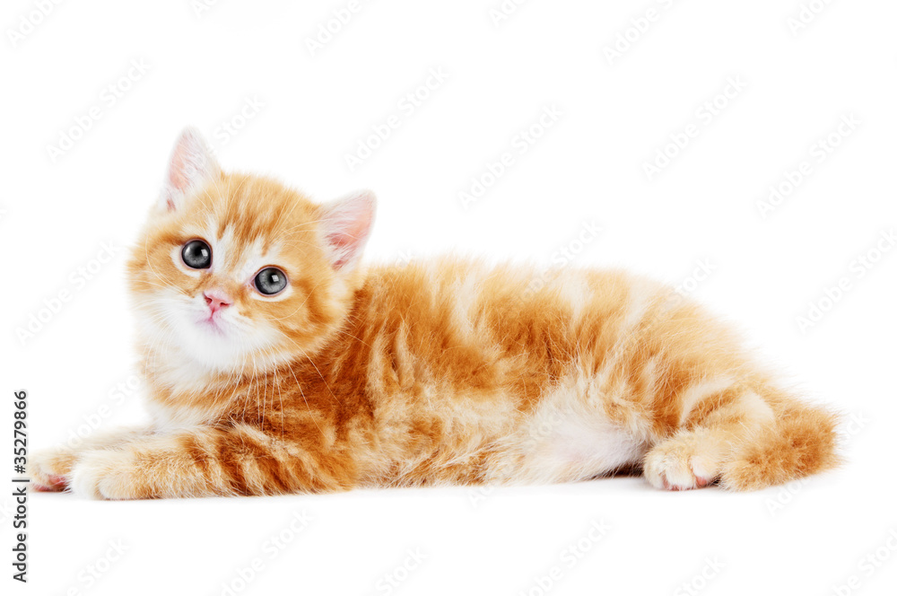 British Shorthair kitten cat isolated British Shorthair kitten cat isolated