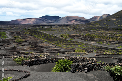 Vineyards in La Geria, Lanzarote photo