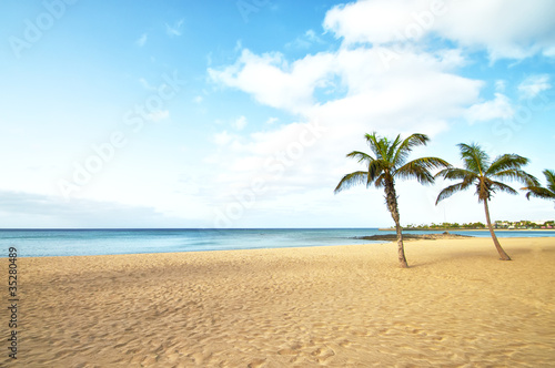 Tropical Beach Palm Tree © dekanaryas