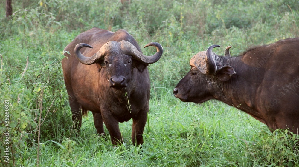 Buffalo bulls in Nakuru N.P., Kenya