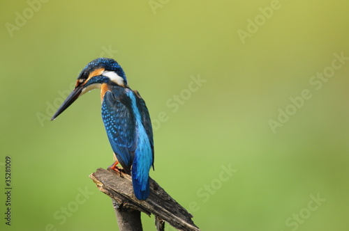 The Common Kingfisher  Alcedo atthis 