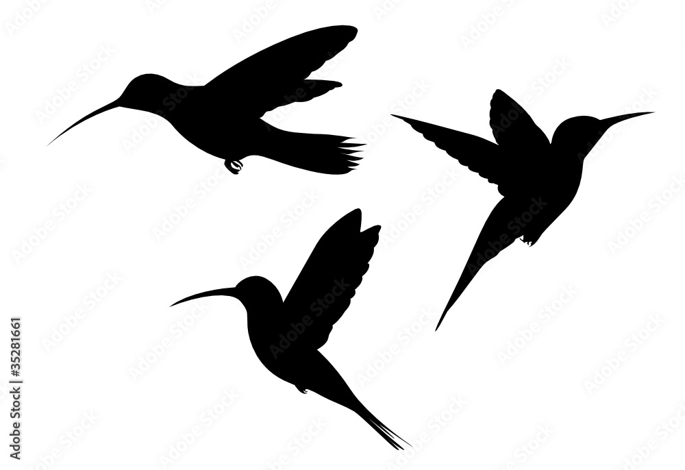 Kolibri Kolibri