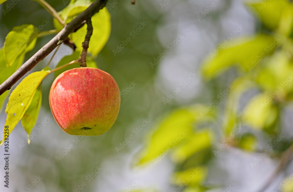 Reife Äpfel am Baum Reife Äpfel am Baum