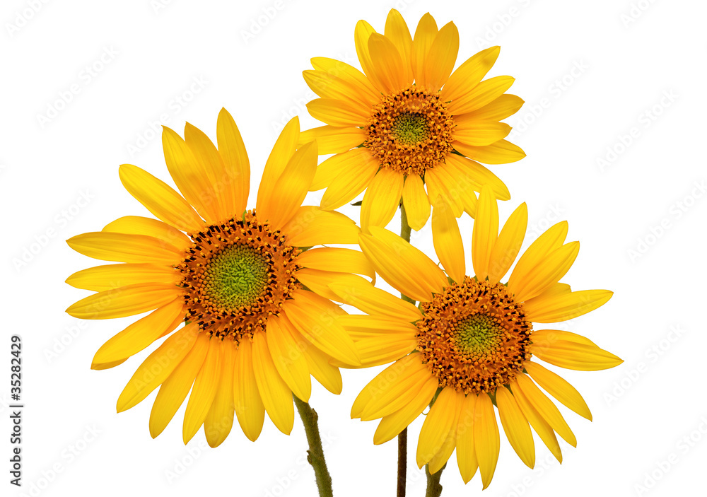 Obraz premium Three Sunflowers