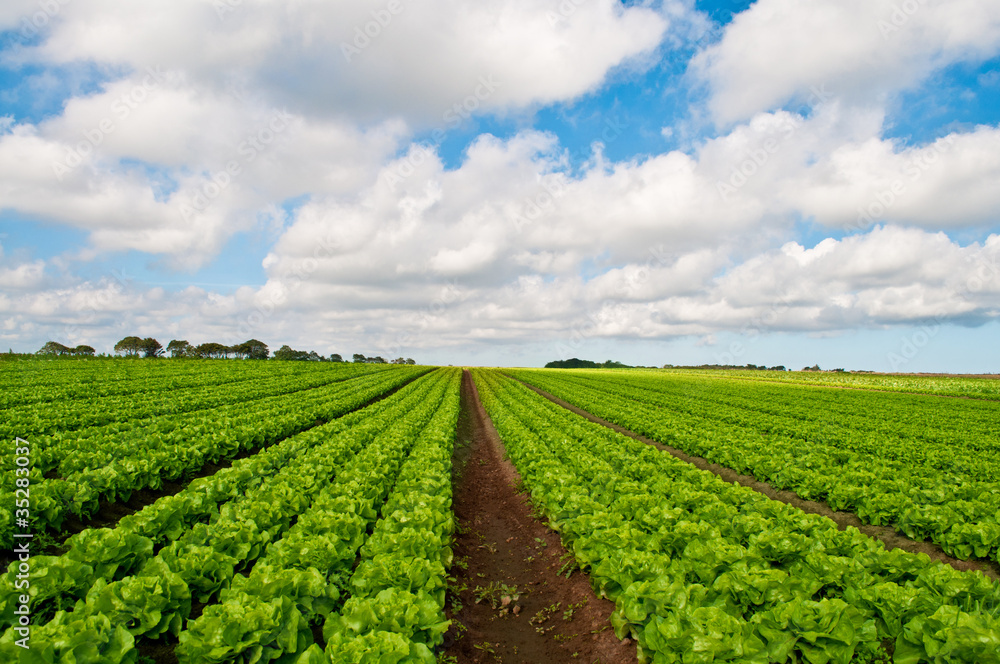 Rows of salad