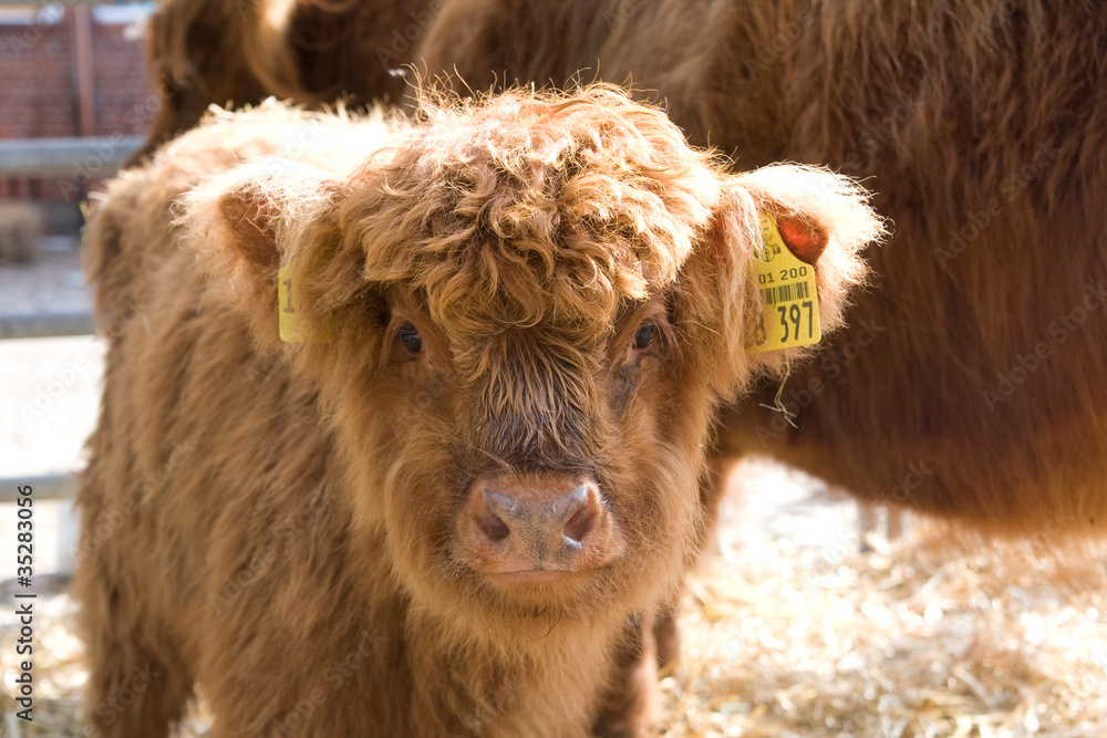 Fototapeta premium Kalb