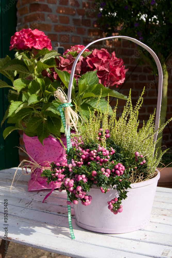 Hortensie Heidekraut