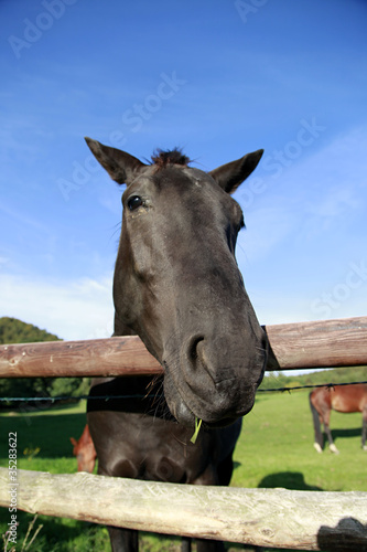 Pferd am Zaun auf einer Weide © Ewa Leon