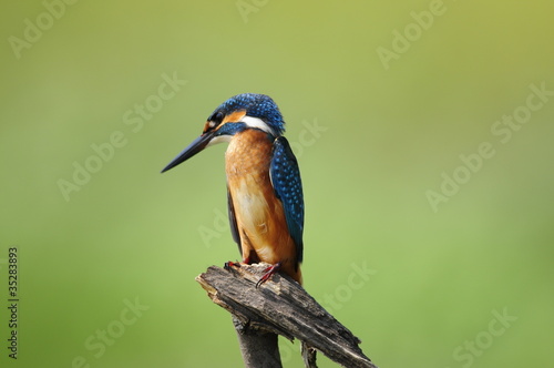 The Common Kingfisher (Alcedo atthis) © PROMA
