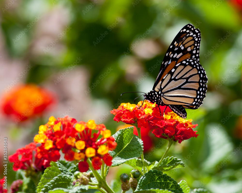 Feeding Monarch Butterfly Feeding Monarch Butterfly