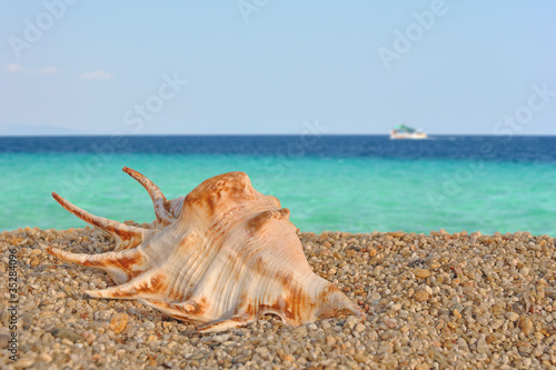 Sea shels on the beach #4