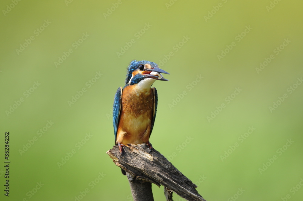 The Common Kingfisher with fish The Common Kingfisher with fish