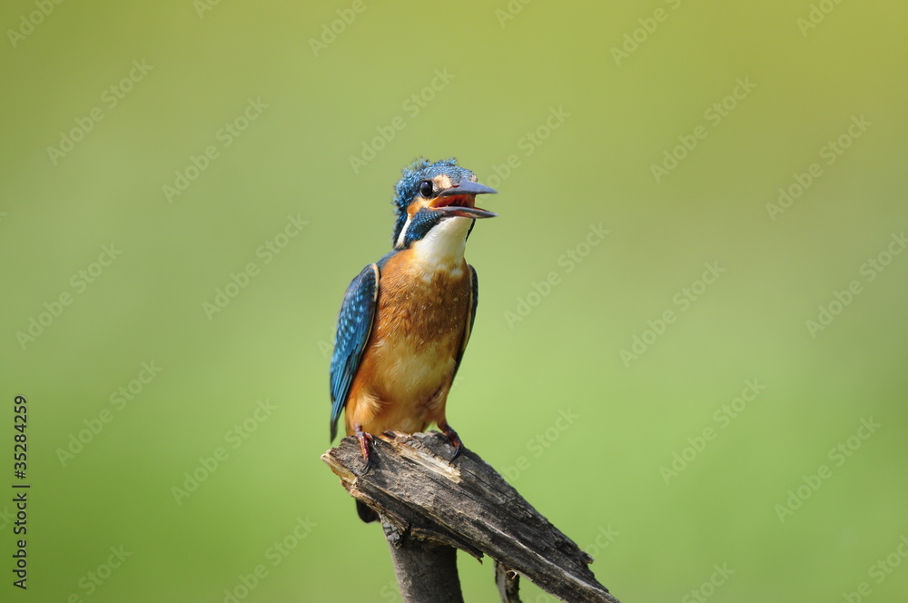 The Common Kingfisher (Alcedo atthis) The Common Kingfisher (Alcedo atthis)