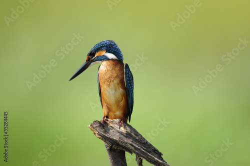 The Common Kingfisher (Alcedo atthis)