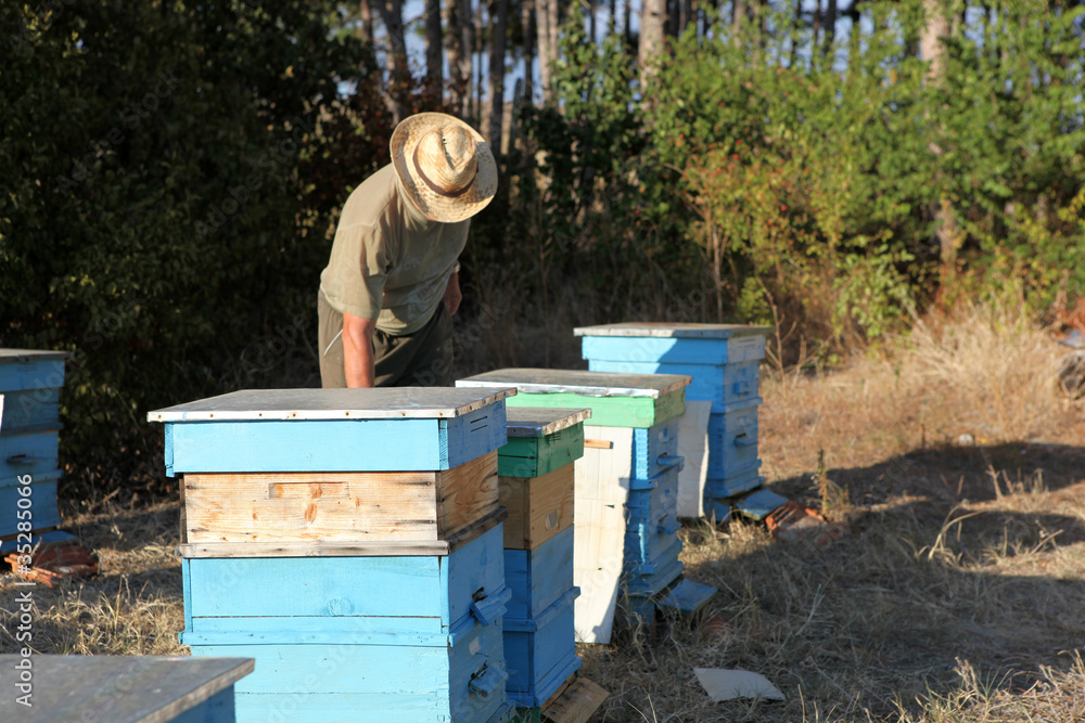 Beekeeper inspecting bees Beekeeper inspecting bees