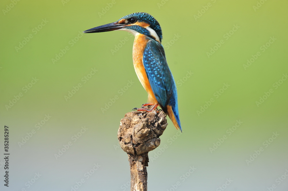 Fototapeta premium The Common Kingfisher (Alcedo atthis)