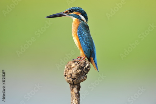 The Common Kingfisher (Alcedo atthis) photo