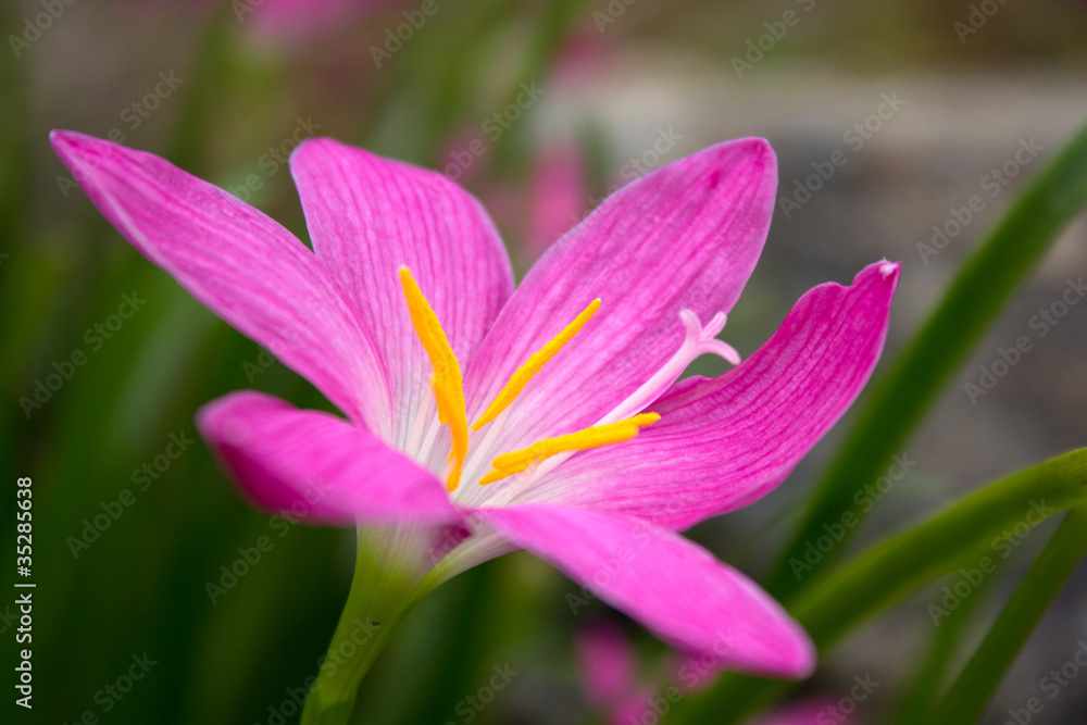 flowers pink :Zephyranthes Lily, Rain Lily ,Fairy Lily
