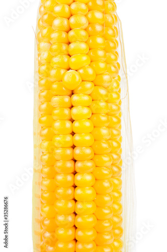 Corn on the Cob on White Background photo