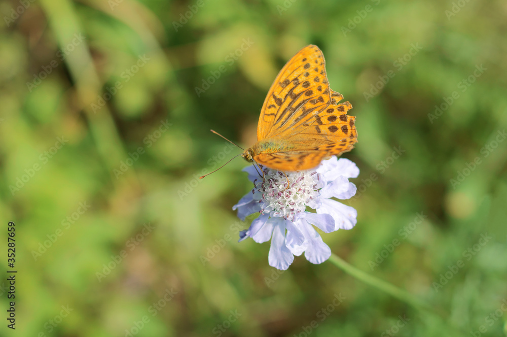 Obraz premium ウラギンスジヒョウモンン