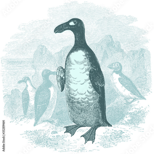 Pingouins