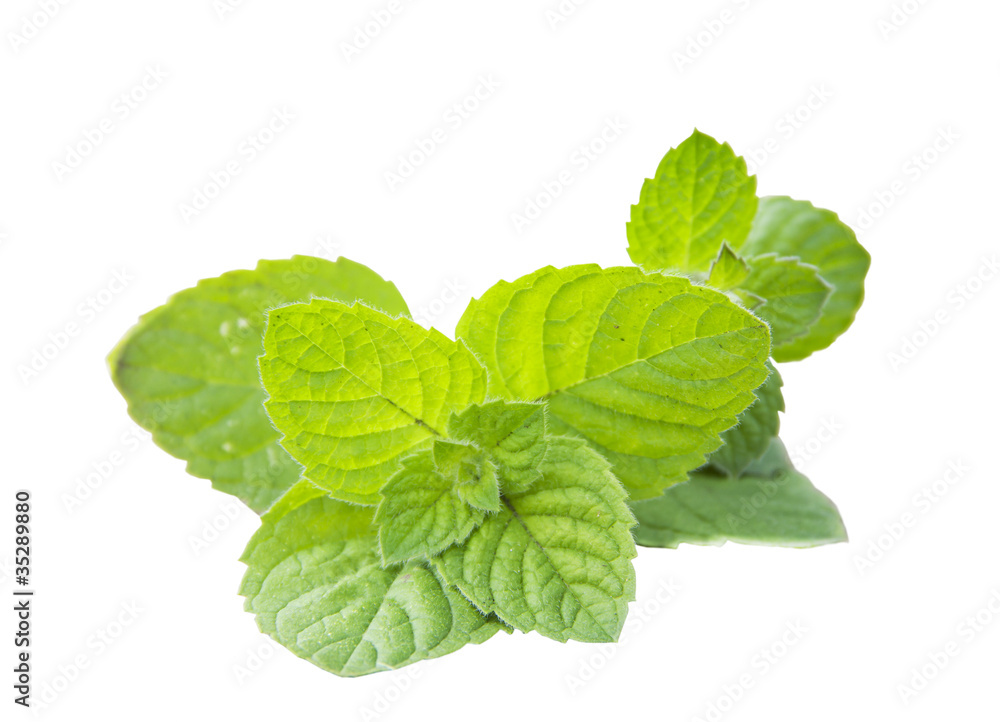 Mint peppery. Mentha piperita Mint peppery. Mentha piperita