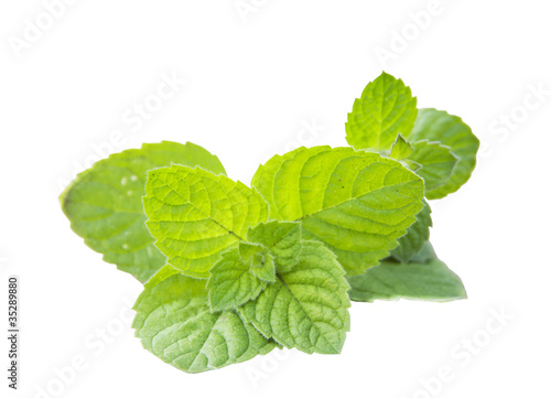 Mint peppery. Mentha piperita