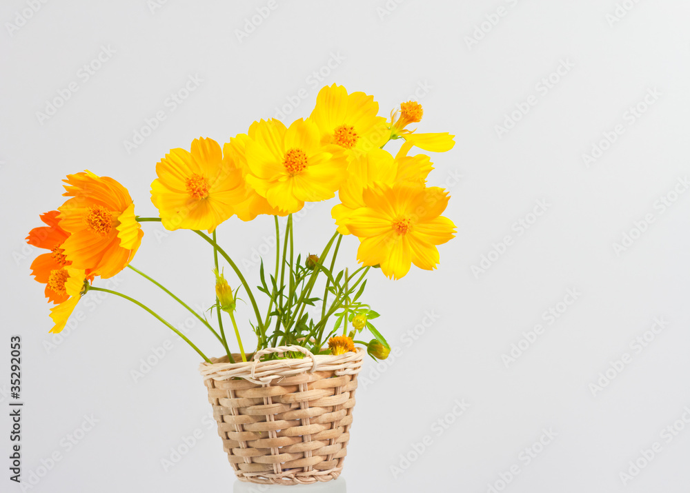 Marigold on a background