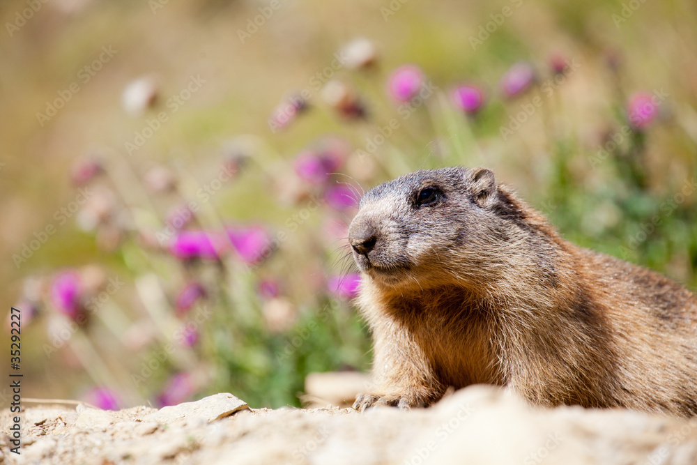 Parco Nazionale dello Stelvio - Marmotta Parco Nazionale dello Stelvio - Marmotta